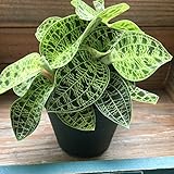 宝石蘭 ☆ ジュエルオーキッド ☆ 観葉植物