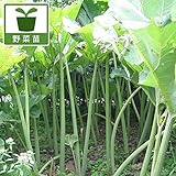フキ（蕗）：秋田フキ3.5号ポット2株セット[超大型になるふきの苗・砂糖漬けや天ぷらに] ノーブランド品