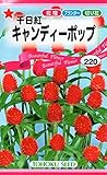 千日紅キャンディーポップ 　トーホクのタネ