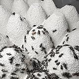 デュビア Sサイズ 20g 1.5-2cm 120匹程度 生き餌 生産者直販売 カエル トカゲ 死着保証 スカイチャープ (デ,S,20g)