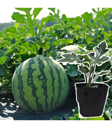 Amazon.co.jp: 接木 野菜 苗 ひとりじめ ナノ 極小種子 赤小玉すいか