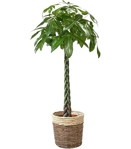 Amazon｜パキラ 10号 大鉢 観葉植物 インテリア 大型 オシャレ