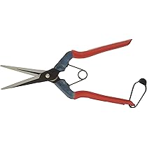 Amazon | 近正(Chikamasa) チカマサ 青果鋏 T-700 | 園芸用はさみ