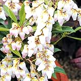 国華園　花木苗　アセビ　スプリングベル　1株【※発送が国華園からの場合のみ正規品です】