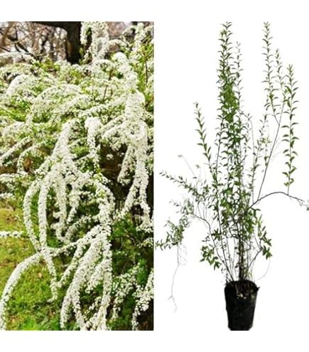 Amazon.co.jp: 苗/苗木 ユキヤナギ 樹高0.4m前後 15cmポット 雪柳