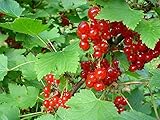 * RED CURRANT BERRY BUSH *Rare*SHOWY*Ornamental*E-Z GRO*15 seeds*FRUITS* #1223 by ROBsRAREandGIANTse