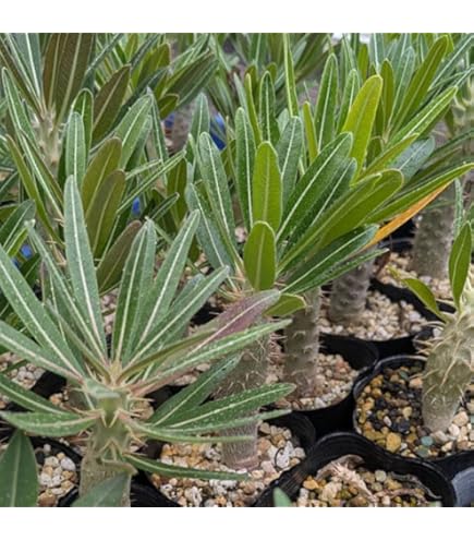 Amazon｜【現品限り】オトンナ・マクロスペルマ【J17】 Othonna