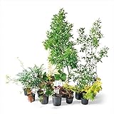 オンリーワン　メインガーデン　植栽セット　エレガント　ポートワイン　やさしい景色　KJ6-SET06
