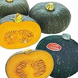 国華園　実生野菜苗　カボチャ　実生甘旨カボチャセット　2種4株（各2株）【※発送が国華園からの場合のみ正規品です】