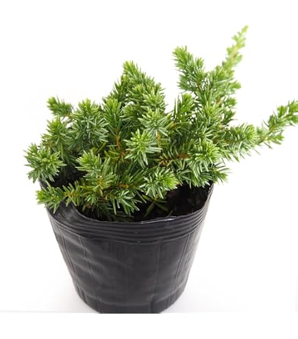 Amazon｜ブルーアイス 10号 コニファー 観葉植物 鉢植え｜観葉植物