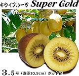 キウイフルーツ スーパーゴールド 雌木 3.5号ポット苗