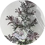 ミモザ プルプレア 3年生苗