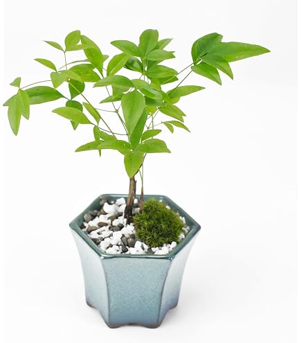 Amazon.co.jp: 古木 サツキ盆栽 太幹 荒肌 自然樹形 山採り風 : DIY
