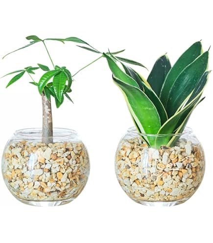 Amazon｜東京寿園 観葉植物 3点セット ハイドロカルチャー 本物 ミニ