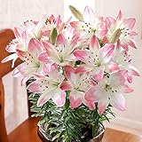 母の日 百合 ピンク シュガーラブ 5号 鉢花 フラワーギフト プレゼント 花 ゆり ユリ 鉢花