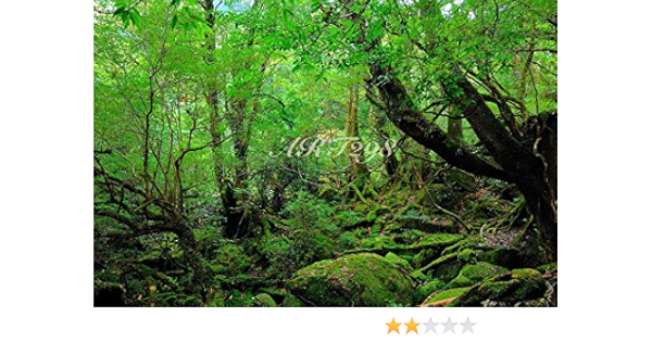 Amazon Co Jp 風景写真ポスター 世界自然遺産屋久島 もののけの森 白谷雲水峡05 美しい渓流とシダや苔に覆われた深い森がつくりだす幻想の世界を 最高級の素材とこだわりのプリントで再現 59 4 42 0cm ホーム キッチン