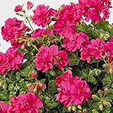 【ノーブランド品】アイビーゼラニウム：pacロッキー3.5号ポット 6株セット