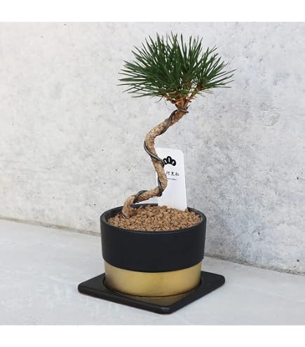 黒松の盆栽 陶器鉢 苔付き Amazon.co.jp: 盆栽：黒松（モダン陶器鉢 ）*苔と富士砂付き くろまつ