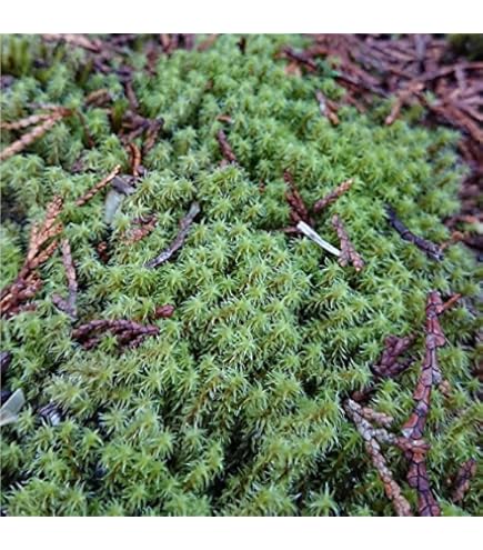 Amazon｜苔 こけ コケ スナゴケ 砂苔 【スナゴケミニパック（S1）(154