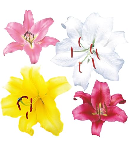 Amazon.co.jp: 豪華すぎるカサブランカ 芽出し球根 ユリの苗 №127