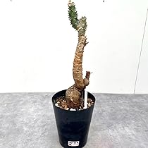 61XCeZI3iSL._AC_UL210_SR210,