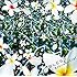 L'Arc-en-Ciel「BLESS(初回限定盤)」