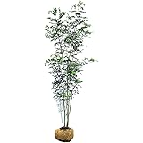 Amazon Co Jp シマトネリコ 株立 樹高2 0m前後 露地苗 シンボルツリー 常緑樹 Diy 工具 ガーデン