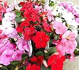 【特選花苗セット販売】　インパチェンス ２０ポットセット（３号）【まとめ売り】