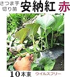 さつまいも 苗 ウイルスフリー 切り苗 安納紅 紅安納芋 10本束サツマイモ