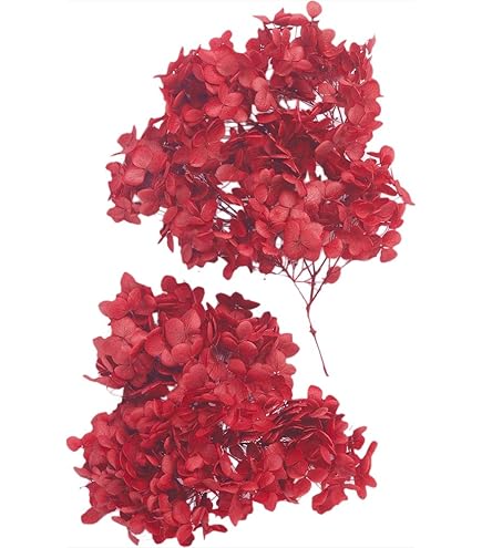 スターフラワーブロッサム　＊レッド　大地農園　☆ Amazon｜大地農園 ドライフラワー スターフラワー・ブロッサム