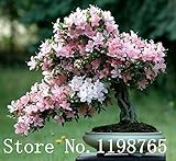Japanese Sakura Flower seeds 10pcs/lot Cherry Blossoms Bonsai tree Seeds Sakura Seeds 6 Colour cherr