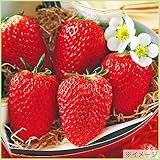 苺（イチゴ）　紅ほっぺの苗（3苗セット）