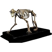 木彫　絶滅哺乳類　アルケオテリウム　頭骨模型　1/5スケール 木彫 絶滅哺乳類 アルケオテリウム 頭骨模型 1/5スケール - メルカリ