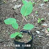 果樹苗:サルナシ 10.5cmポット雌木苗【紫桜館山の花屋】