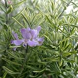 ウエストリンギア：モーニングライト7号鉢植え[オーストラリアンローズマリー・明るい葉色の常緑低木] ノーブランド品