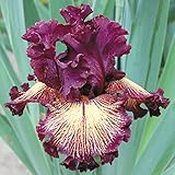 国華園 ジャーマンアイリス ドラマクイーン 1株【※発送が国華園からの場合のみ正規品です】