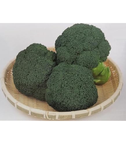 Amazon.co.jp: ブロッコリー 種 【 おはよう 】 2000粒 : DIY・工具