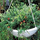 クランベリー苗木