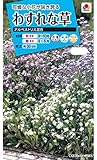 タキイ種苗 わすれな草アルペストリス混合