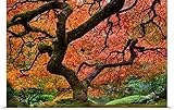 GREAT BIGキャンバスポスター印刷entitled Maple Tree at Portland Japanese Garden in Fall 30" x 20" 1964802_13_30x