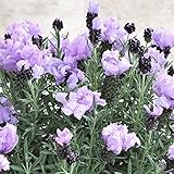 八重咲フレンチラベンダー：スーパーマグナム3号ポット 3株セット[ボリュームある登頂花が魅力的！] ノーブランド品