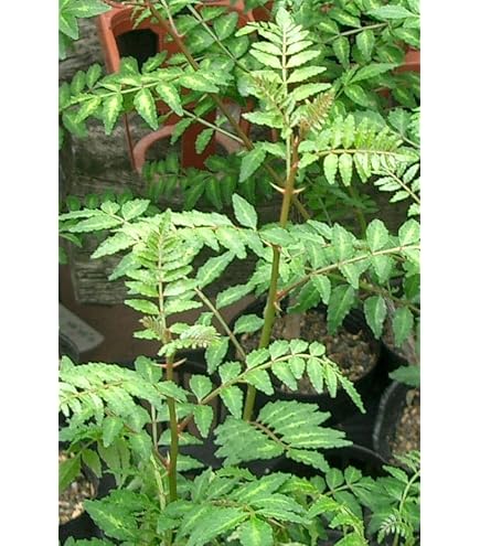 Amazon.co.jp: 《無農薬》山椒の苗 5本セット 抜き苗 山椒苗木 山椒の