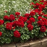 宿根草 シンジェンタの栄養系 【 ゼラニウム ( ゼラニューム ) カリオペ ダークレッド(ディープレッド) 】 １株