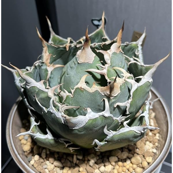 高騰品種】1 白銀金剛 極上白棘 アガベチタノタ SilverKingKong 【公式