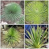 【多肉植物/種子】Agave stricta 'Nana' ★アガベ・ストリクタ・ナナ◎吹上矮性品種/管理しやすい小型のアガベ◆5粒♪ rare succulent [並行輸入品]
