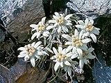 花の種子ホワイトエーデルワイス（セイヨウウスユキソウ）多年生