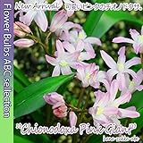 【希少なピンク】チオノドクサ　ピンクジャイアント５球【オランダからの花便り】【秋植え球根】