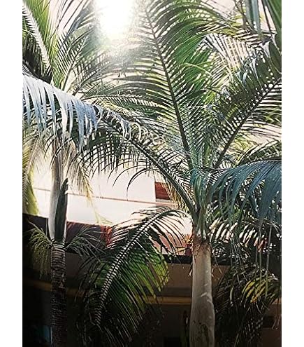 Amazon.co.jp: ヤシの実/椰子の実 自然素材（本物）装飾用 [並行輸入品
