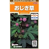 サカタのタネ 実咲花7065 おじぎ草 00907065