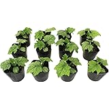 Amazon ヘチマ 太へちま 野菜苗 6ポットセット 3号ポット 野菜